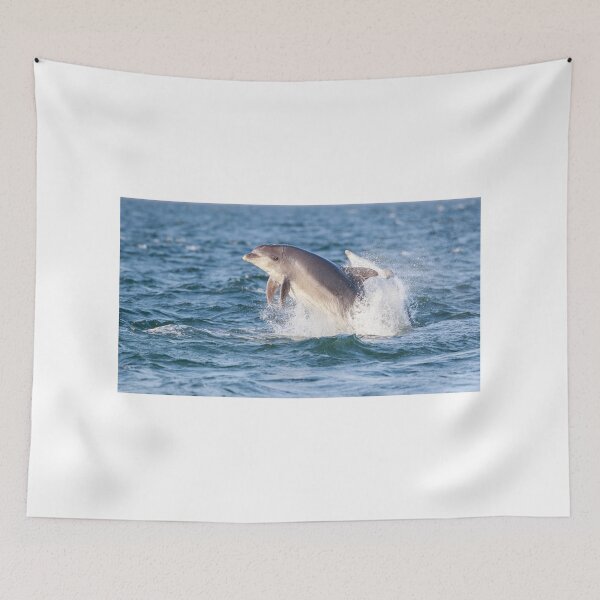 Item preview, Breaching aldult bottlenose dolphins with eye ?  looking at the camera designed and sold by chanonry.