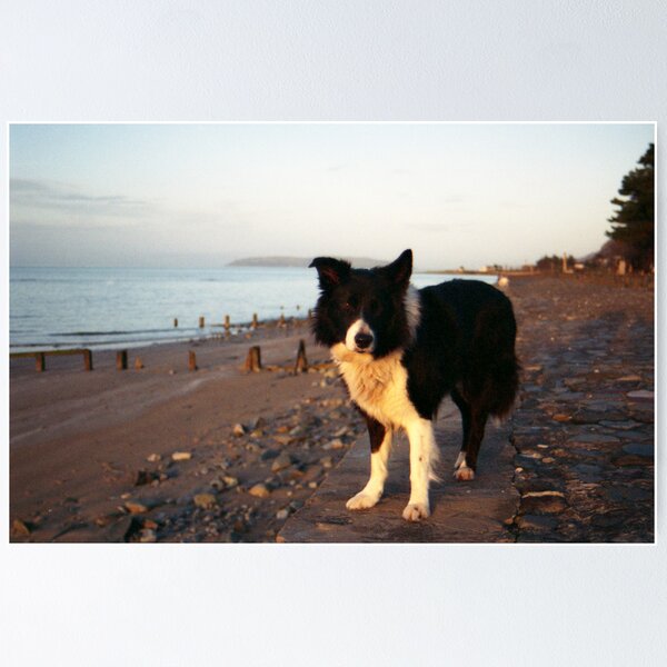 Item preview, Indy at the sea wall. designed and sold by Michael Haslam.