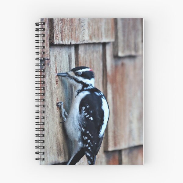 Item preview, Little Woodpecker designed and sold by Vivar Photo.