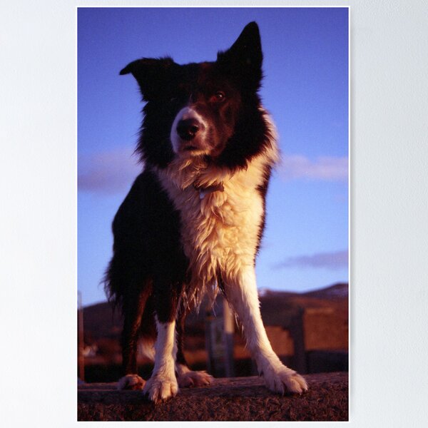 Item preview, Indy the Border Collie.  designed and sold by Michael Haslam.