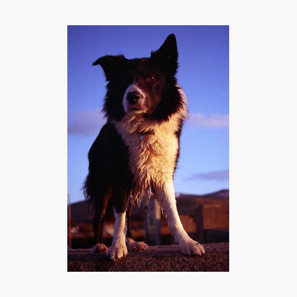 Item preview, Indy the Border Collie.  designed and sold by Michael Haslam.