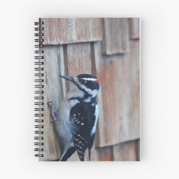 Item preview, Woodpecker Pecking designed and sold by Vivar Photo.