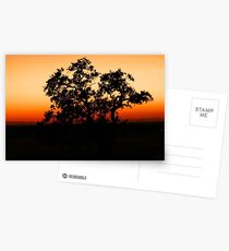 One tree at a time.... Postcards