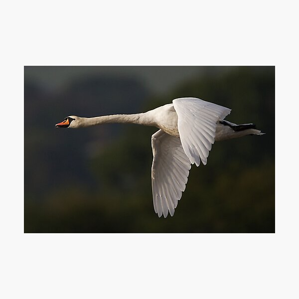 Item preview, Mute Swan designed and sold by Neil Bygrave (NATURELENS).