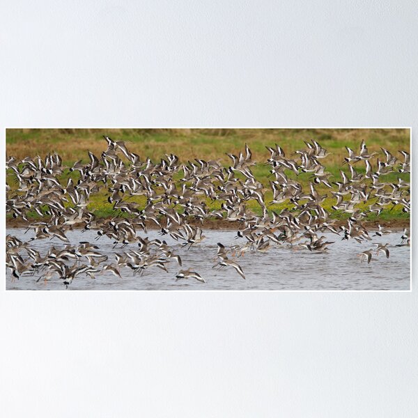 Item preview, Black-tailed Godwit designed and sold by Neil Bygrave (NATURELENS).