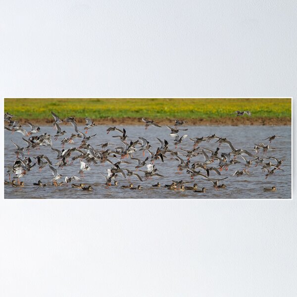 Item preview, Redshank designed and sold by Neil Bygrave (NATURELENS).