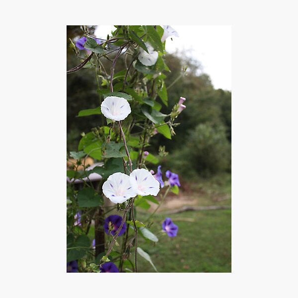 Morning Glory study 1 Photographic Print