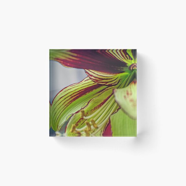 Item preview, Ready for my Close-up designed and sold by Eileen McVey.