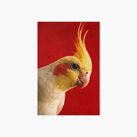 cockatiel red