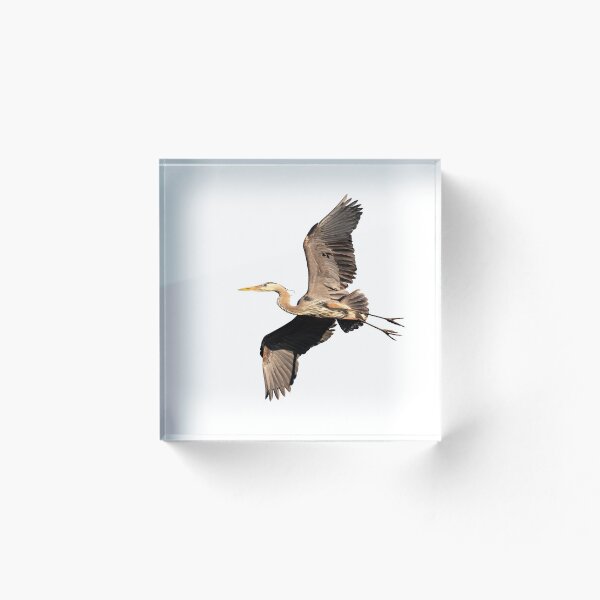 Item preview, Isolated Great Blue Heron 2019-8 designed and sold by Thomasyoung.