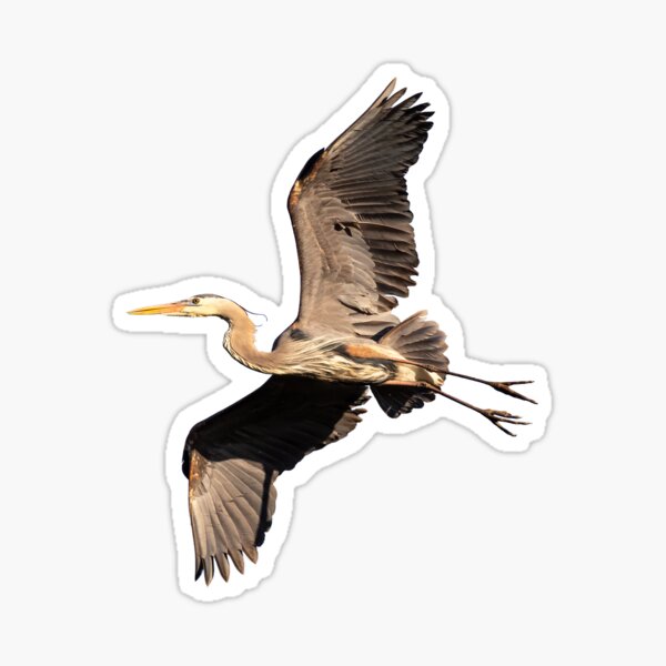 Item preview, Isolated Great Blue Heron 2019-8 designed and sold by Thomasyoung.