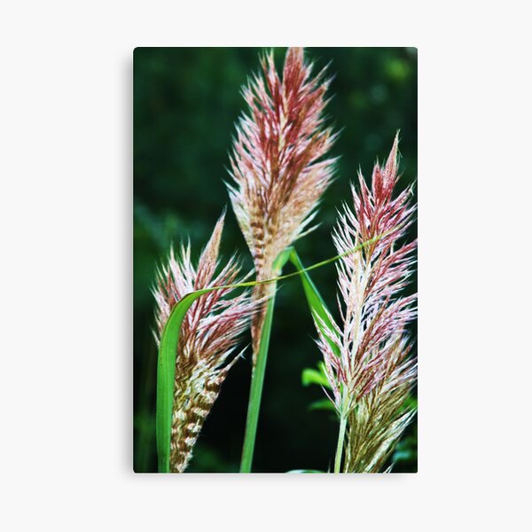 Wild Grasses Canvas Print