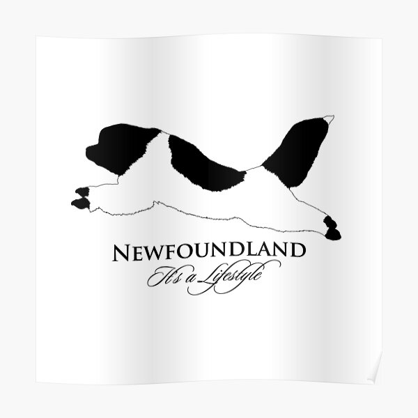 Landseer Newfoundland - It's a Lifestyle Poster