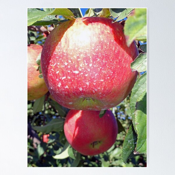 Artikelvorschau, Honey Crisp Duo entworfen und verkauft von Robert Meyers-Lussier.