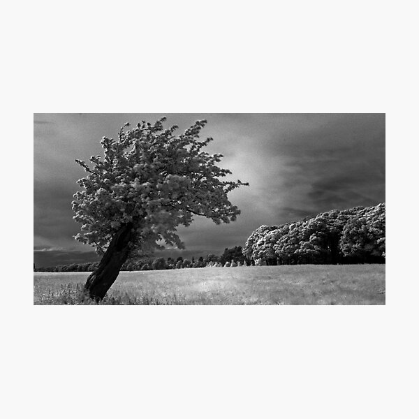 Item preview, Frosty Sunrise in the Phoenix Park, Dublin designed and sold by Dave  Kennedy.