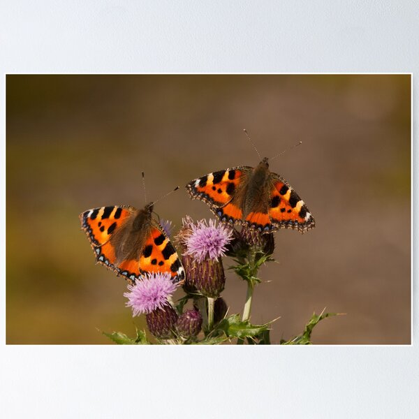 Item preview, Small Tortoiseshells designed and sold by Jon Lees.
