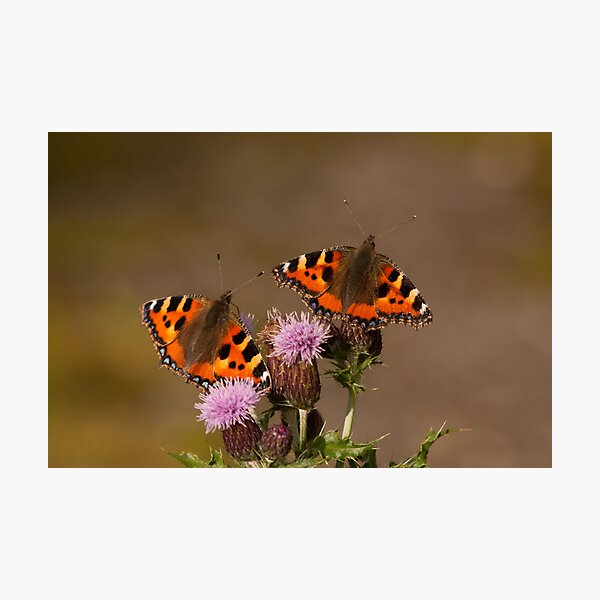 Item preview, Small Tortoiseshells designed and sold by Jon Lees.