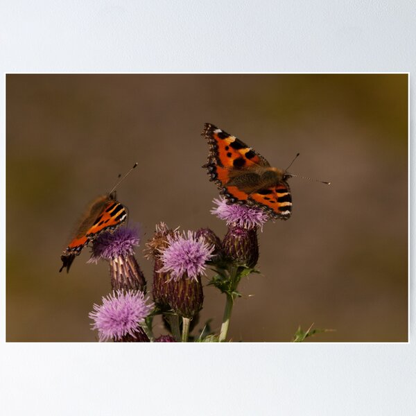 Item preview, more tortoiseshells  designed and sold by Jon Lees.