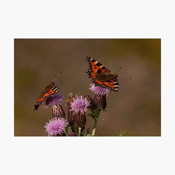 Item preview, more tortoiseshells  designed and sold by Jon Lees.