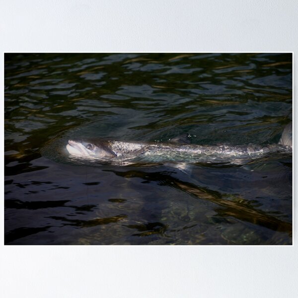 Item preview, Atlantic salmon portrait . by Brown Sugar . No.3. Views: 207 . Thx! designed and sold by © Andrzej Goszcz,M.D. Ph.D.