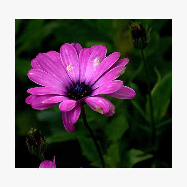 Artikelvorschau, Purple Flower entworfen und verkauft von Pamela O'Pecko.