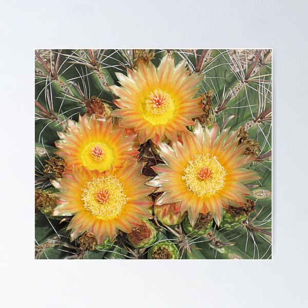 Item preview, Four Cactus Flowers designed and sold by Elisabeth Lucas.