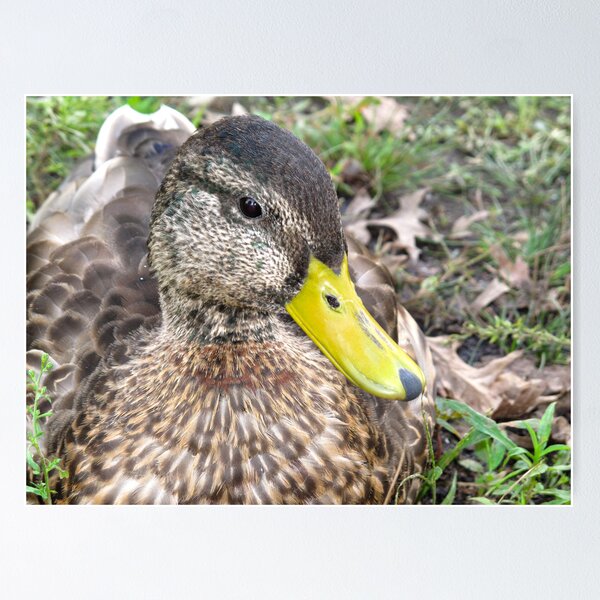Item preview, Female duck designed and sold by ZeeZeeshots.