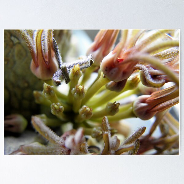 Item preview, Pseudolithos cubiformis - We have Seedpods! designed and sold by Linda Gleisser.