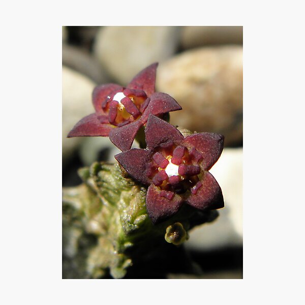 Artikelvorschau, Pseudolithos mccoyi - Dynamic Duo entworfen und verkauft von Linda Gleisser.