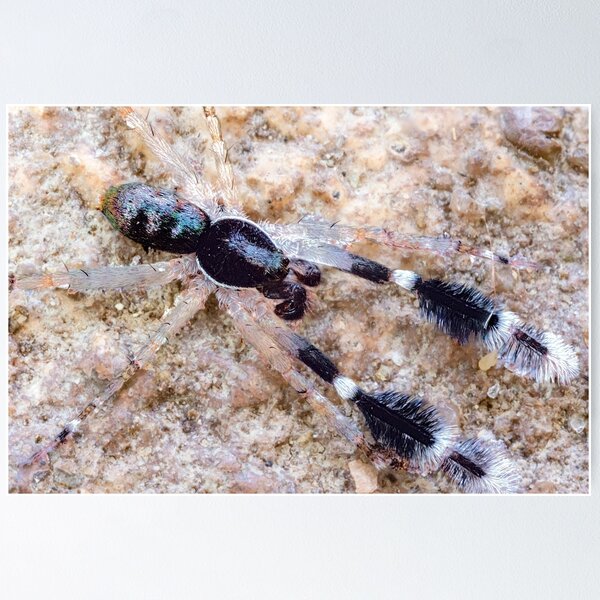 Item preview, Tiny Ground Hunting Spider designed and sold by Normf.