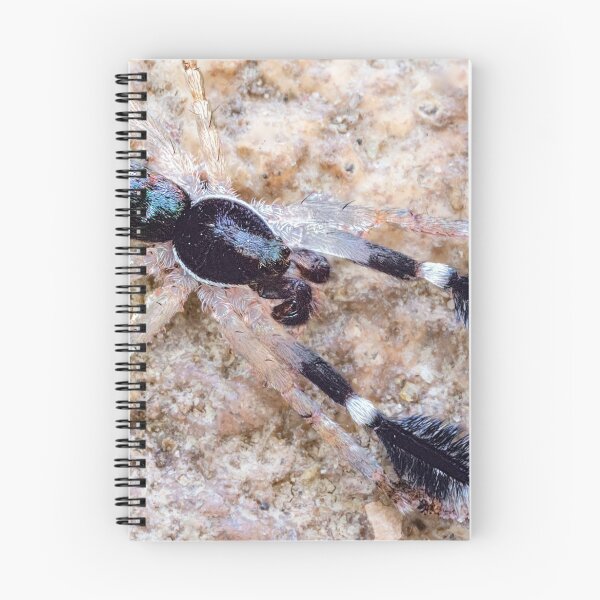 Item preview, Tiny Ground Hunting Spider designed and sold by Normf.