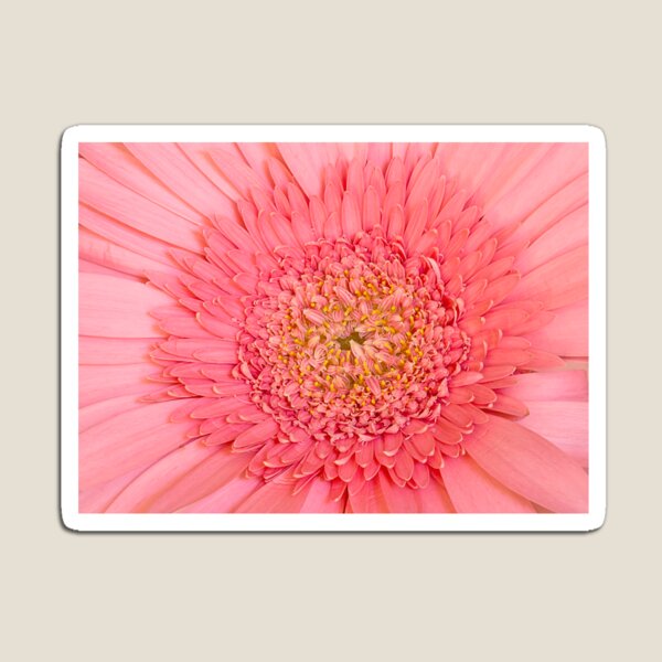 Item preview, Pink Daisy Close Up designed and sold by Elisabeth Lucas.