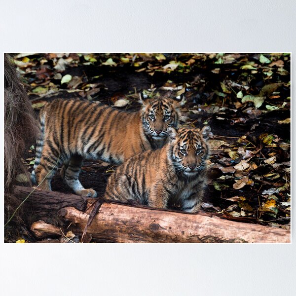 Item preview, Sumatran cubs designed and sold by Froggie.
