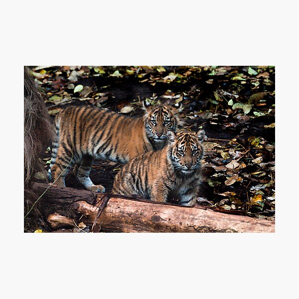 Item preview, Sumatran cubs designed and sold by Froggie.