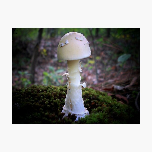 Aperçu de l'œuvre Amanita créée et vendue par Path-Finder.
