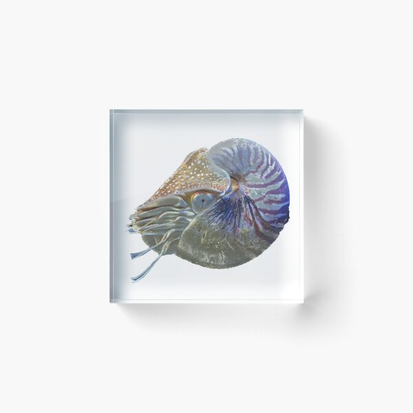 Item preview, Nautilo designed and sold by cooolcontent.
