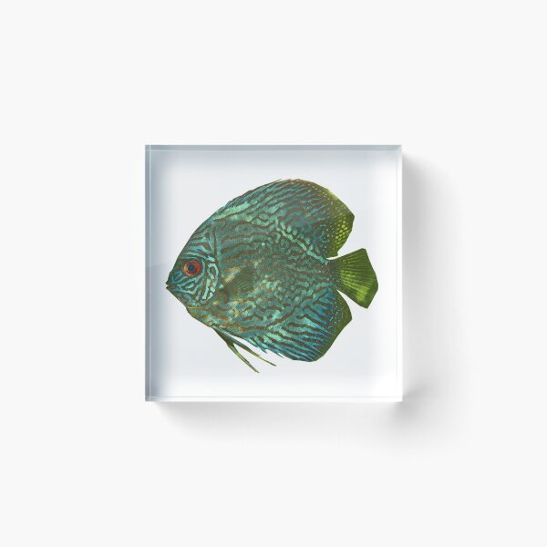 Item preview, Discus fish designed and sold by cooolcontent.