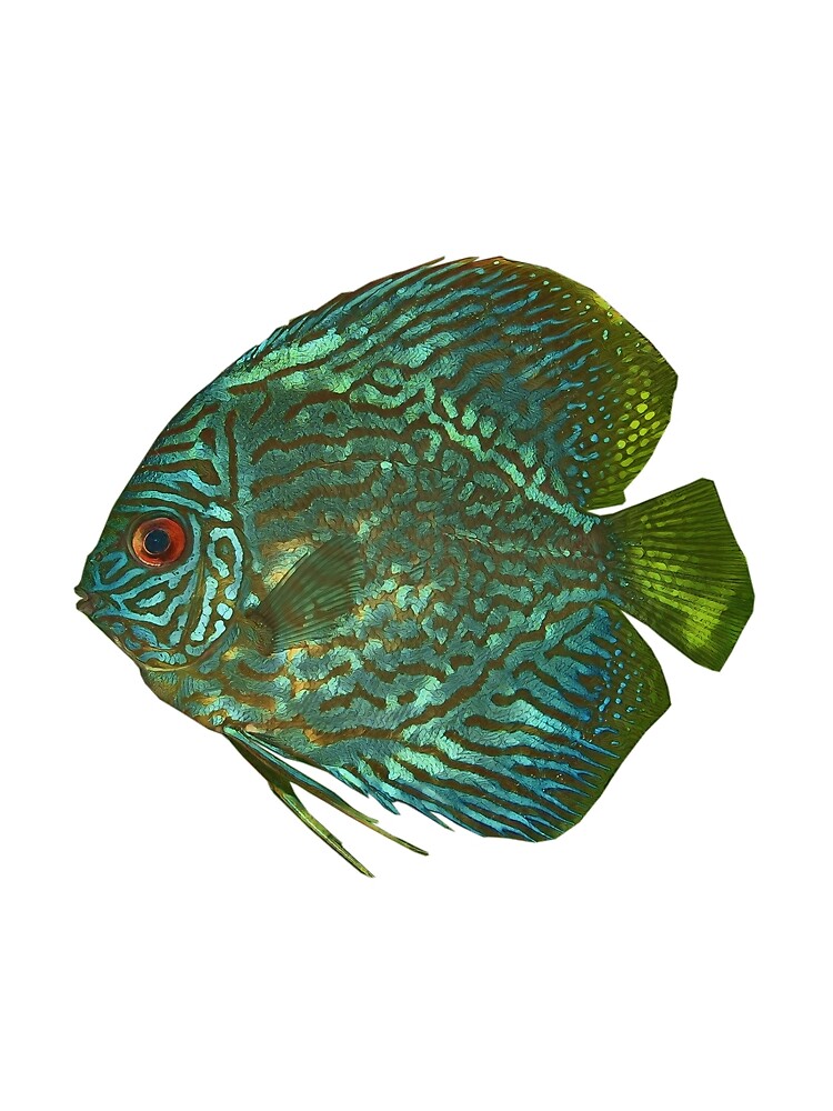 Thumbnail 3 of 3, Scarf, Discus fish designed and sold by cooolcontent.