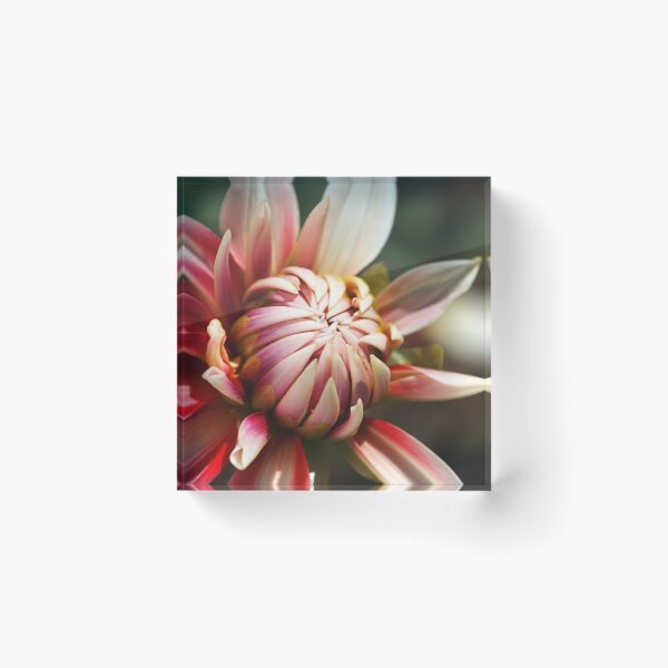 Artikelvorschau, Dahlien Sohle entworfen und verkauft von Joy Watson - Natural Light Photography .