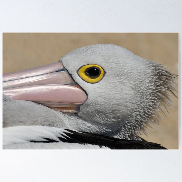 Artikelvorschau, Australian Pelican entworfen und verkauft von Barbara Burkhardt.
