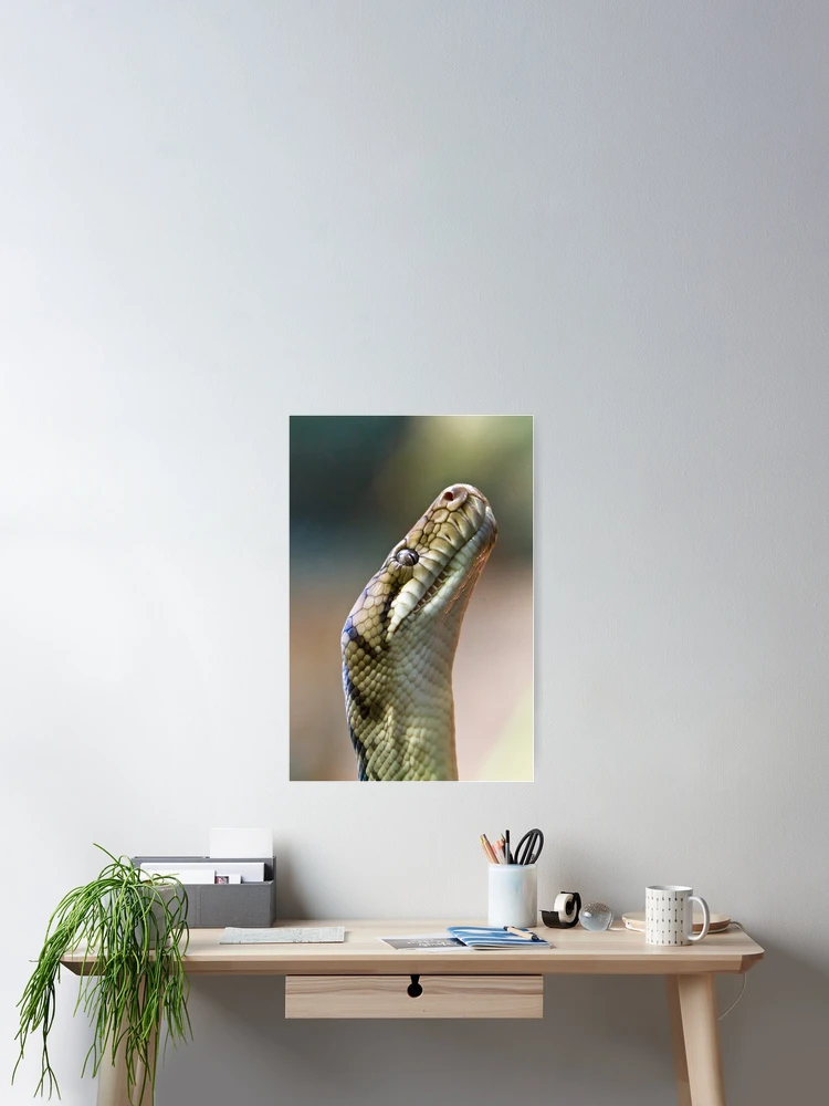 Aperçu 2 sur 3. Poster avec l'œuvre Python créée et vendue par Jason Asher.