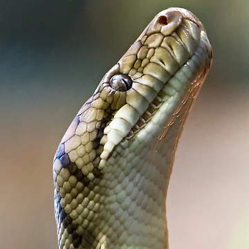 Aperçu de l'œuvre Python de Jason Asher