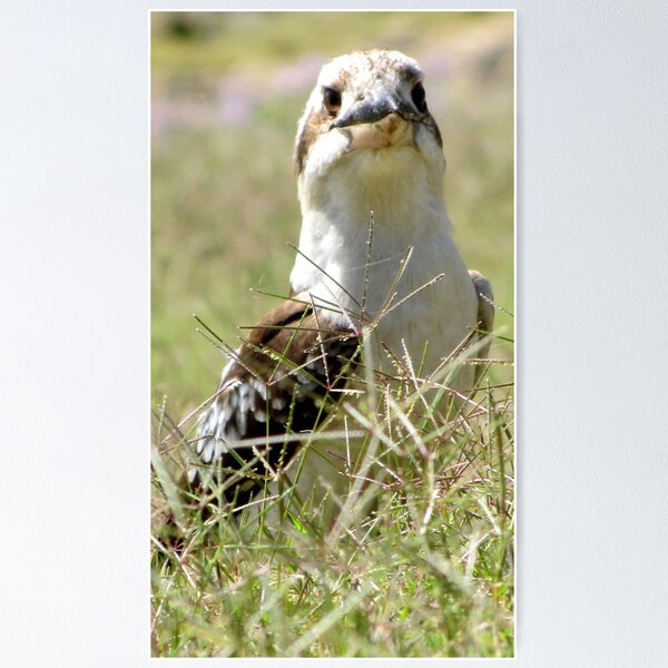 Item preview, Kookaburra in the Grass designed and sold by Nicki Baker.