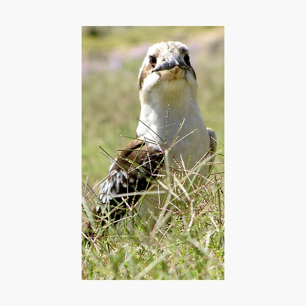 Item preview, Kookaburra in the Grass designed and sold by Nicki Baker.