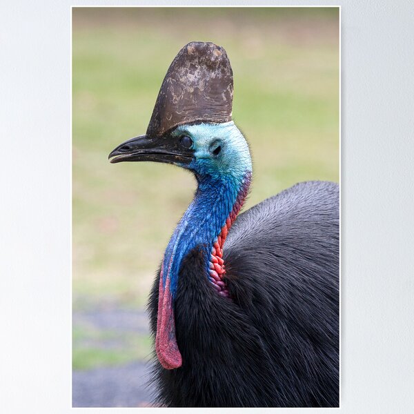 Item preview, Cassowary. designed and sold by trevorb.