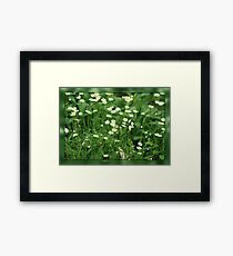 Daisy Patch Framed Print