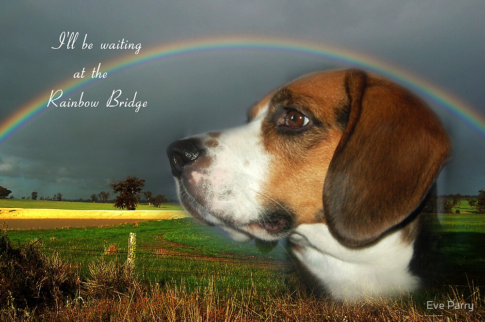 "Sympathy Card For Loss Of Pet" by Eve Parry Redbubble