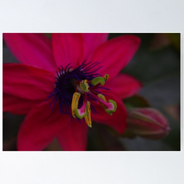 Item preview, Passion has Purple Tendrils designed and sold by Adam Burke.