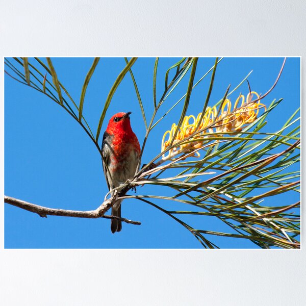 Item preview, Scarlet Honeyeater. designed and sold by trevorb.