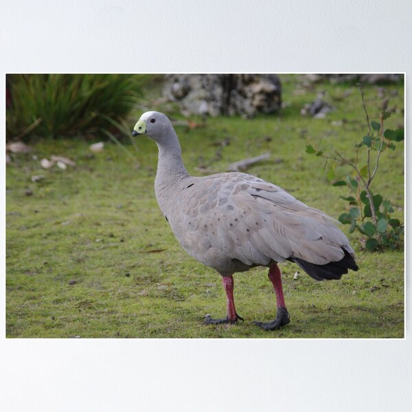 Item preview, Cape Barren Goose. designed and sold by Adam Burke.